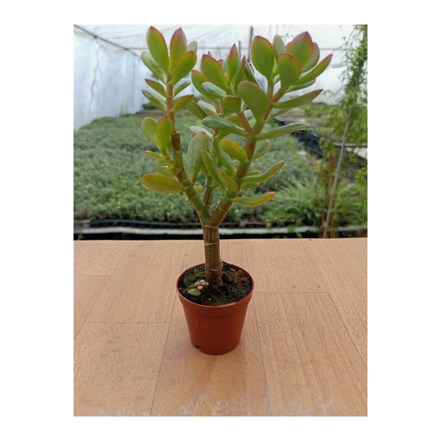 Crasula Ovata Minor (para Çiceği) ( 5,5 Cm Saksıda )