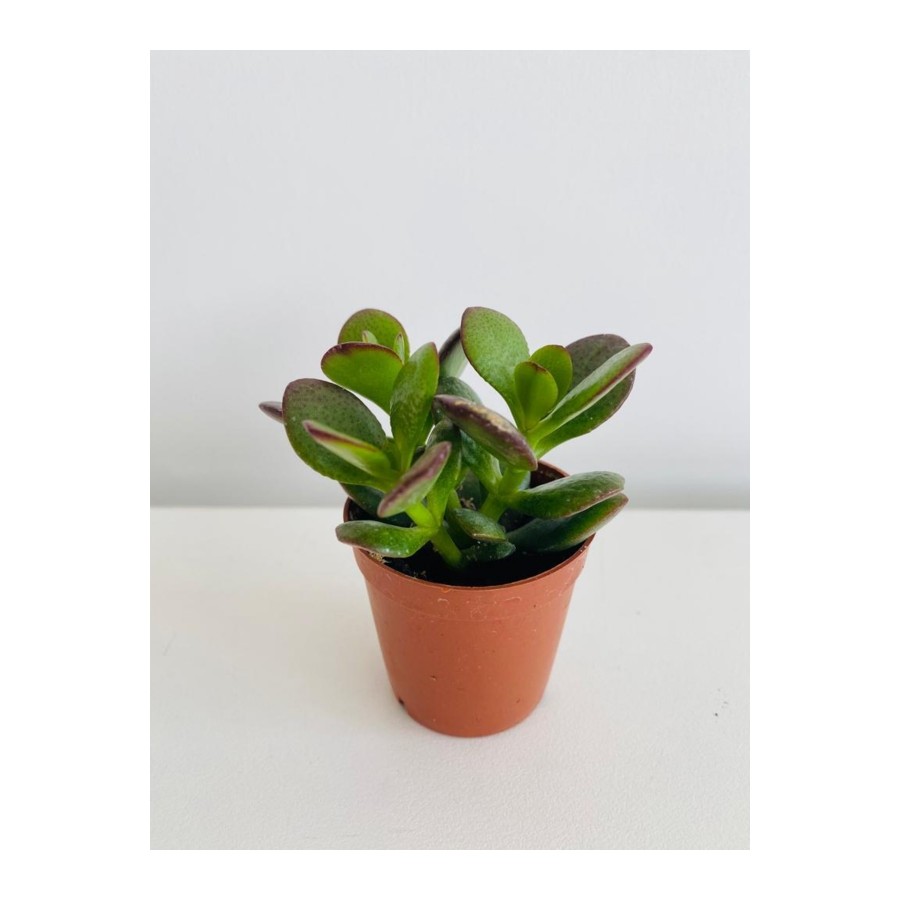 Plastik Saksıda Mini Para Çiçeği (crassula) Plastik Saksıda Mini Para Çiçeği (crassula)
