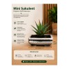 Mini Haworthia Sukulent – Dekoratif Seramik Saksılı Canlı Bitki 3