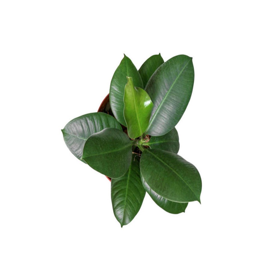 Videolu Kauçuk Bitkisi 1 Adet Saksılı/ Tüplü 60-90cm Ofis Salon Ev Iç Mekan Bitkisi Ficus Elastica Videolu Kauçuk Bitkisi 1 Adet Saksılı/ Tüplü 60-90cm Ofis Salon Ev Iç Mekan Bitkisi Ficus Elastica