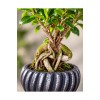 Ficus Ginseng Bonsai Canlı Bitki – Dekoratif Saksılı, Gösterişli ve Uzun Ömürlü