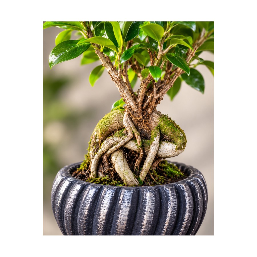 Ficus Ginseng Bonsai Canlı Bitki – Dekoratif Saksılı, Gösterişli ve Uzun Ömürlü