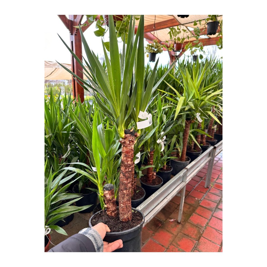 YUCCA 2'Lİ 20-45 cm