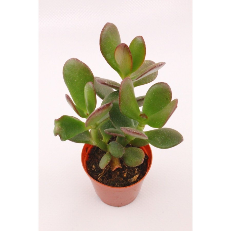 Crassula Ovata Hummel Sunset Sukulent