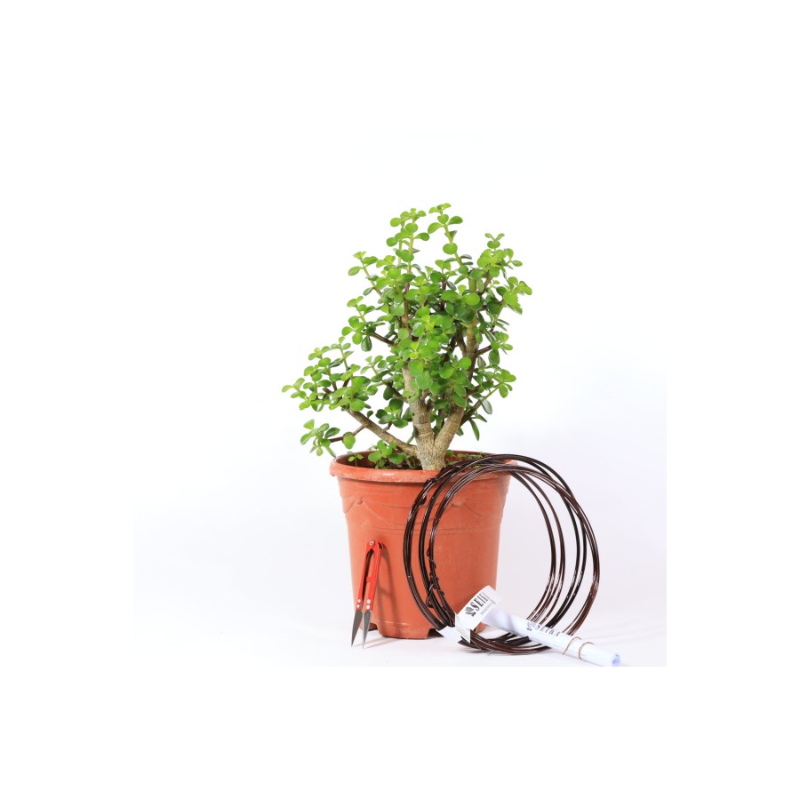 Yeşim Ağacı - Afra Bonsai Telleme Kiti No.X189 Yeşim Ağacı - Afra Bonsai Telleme Kiti No.X189