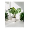Deve Tabanı Monstera Dekoratif Saksıda 50-60 cm