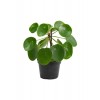 Pilea Peperomioides - Çin Para Ağacı - Ev Ofis Salon Iç Mekan Bitkisi - Saksı Çapı 12 Cm