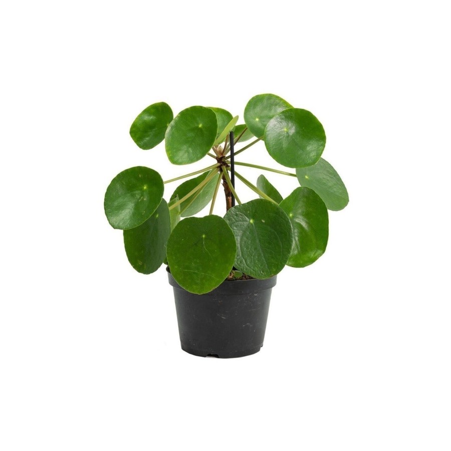 Pilea Peperomioides - Çin Para Ağacı - Ev Ofis Salon Iç Mekan Bitkisi - Saksı Çapı 12 Cm Pilea Peperomioides - Çin Para Ağacı - Ev Ofis Salon Iç Mekan Bitkisi - Saksı Çapı 12 Cm