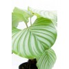 Calathea Orbifolia - Dua Çiçeği Kalatya Mini - Ev Ofis Salon Iç Mekan Bitkisi