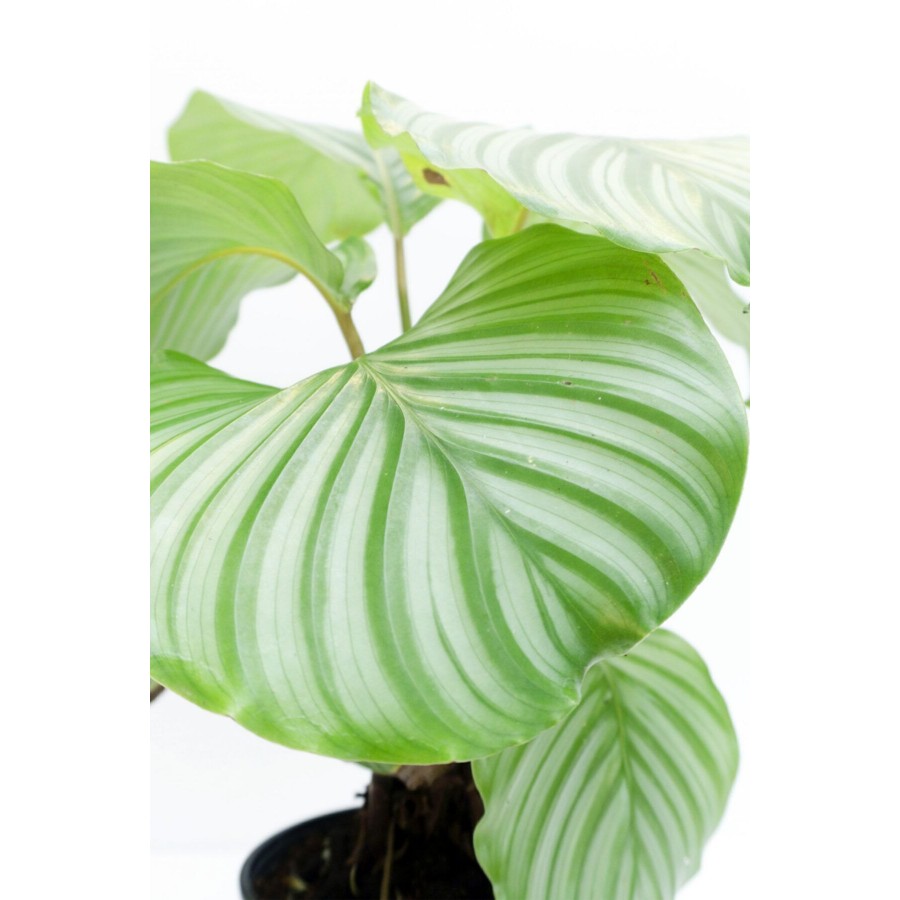 Calathea Orbifolia - Dua Çiçeği Kalatya Mini - Ev Ofis Salon Iç Mekan Bitkisi