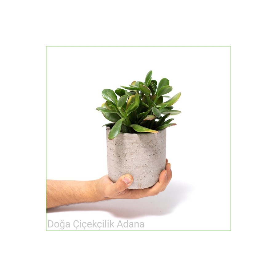Seramik Saksıda Para Ağacı Bereket Ağacı Crassula Ovata 01 Seramik Saksıda Para Ağacı Bereket Ağacı Crassula Ovata 01