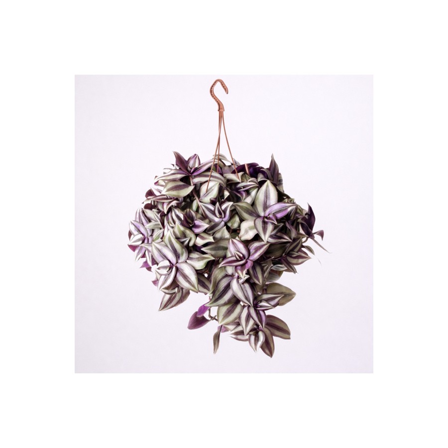 Tradescantia – Sarkıcı Saksılı Telgraf Çiçeği Tradescantia – Sarkıcı Saksılı Telgraf Çiçeği