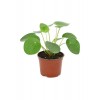 Pilea Peperomioides - Çin Para Ağacı - Ev Ofis Salon Iç Mekan Bitkisi