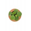 Pilea Peperomioides Çin Para Bitkisi Çap 5.5cm