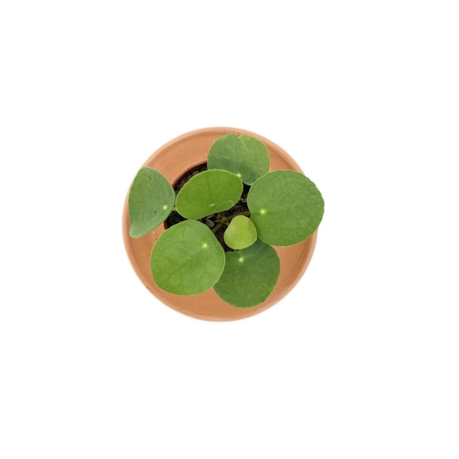 Pilea Peperomioides Çin Para Bitkisi Çap 5.5cm