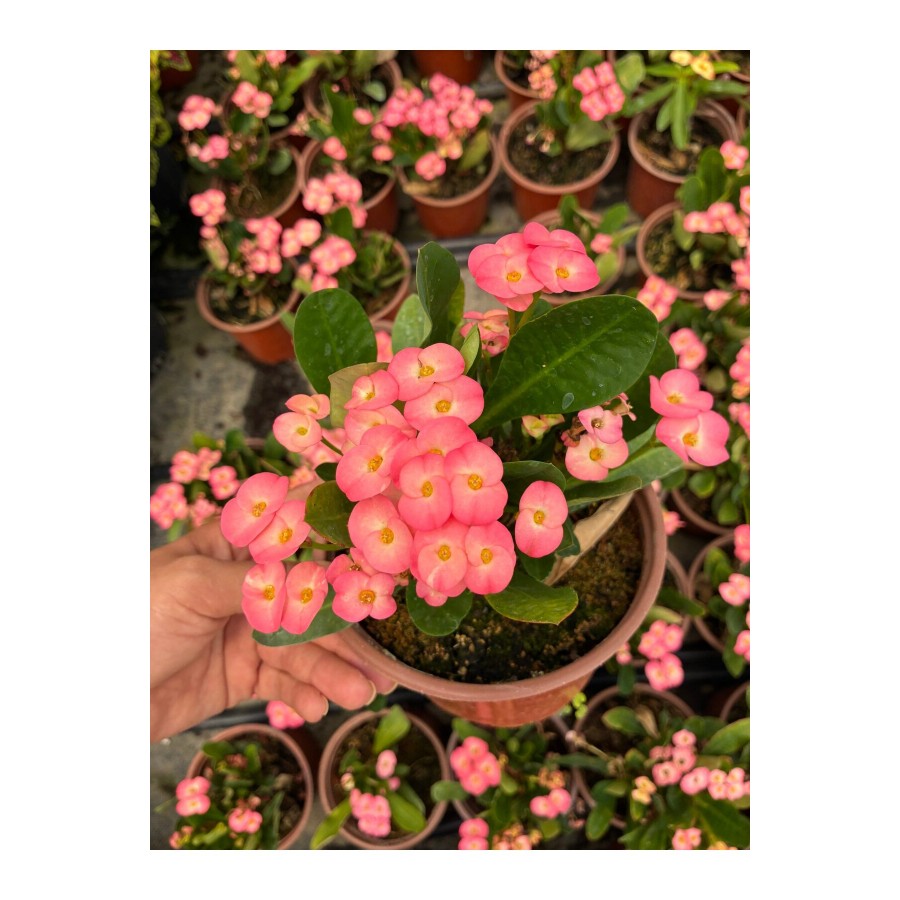 Hollanda Kökenli Pink Lady Dikenler Tacı (Euphorbia milii)