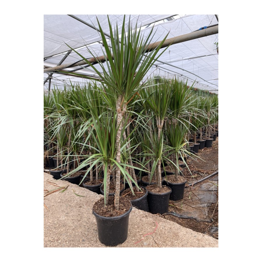 Dracena Marginata 2li 90-100cm Dracena Marginata 2li 90-100cm