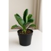 2 Adet Aşkın Gözyaşı Çiçeği - Saksı: 8cm – Kalanchoe Daigremontiana – Kolay Bakımlı