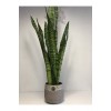 Sansevieria