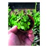 Portulacaria Afra - Yeşim Ağacı - Sukulent Bitkisi 5,5 Cm Çap Üretim Saksısında