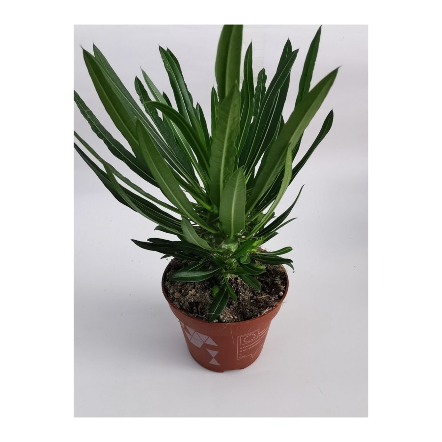Madagaskar Palmiyesi 25cm/35cm