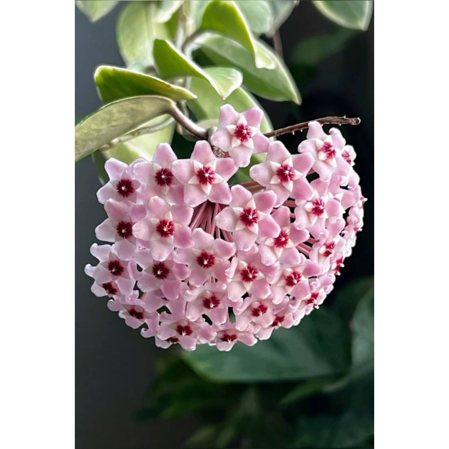 Pembe-Kırmızı Yıldız Çiçekli Hoya Carnosa Mum Çiçeği Fidanı