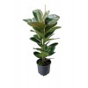 60-80 Cm Kauçuk Çiçeği Ficus Elastica – Üretim Saksılı Büyük Yapraklı Salon Bitkisi