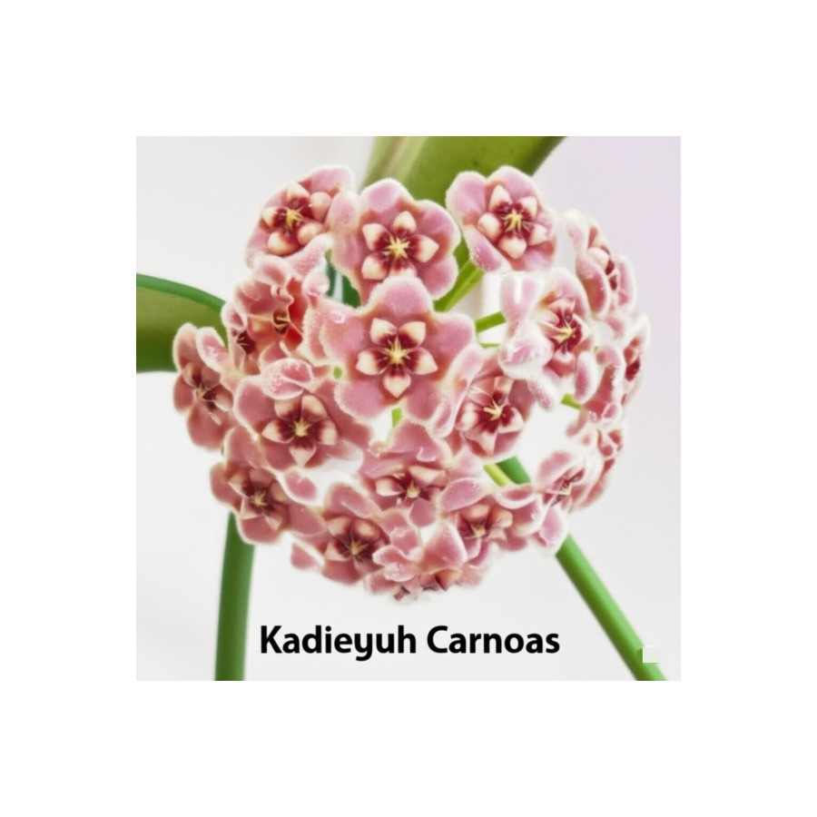 Pembe Kadife Yıldızı Hoya Carnosa Mum Çiçeği Fidanı