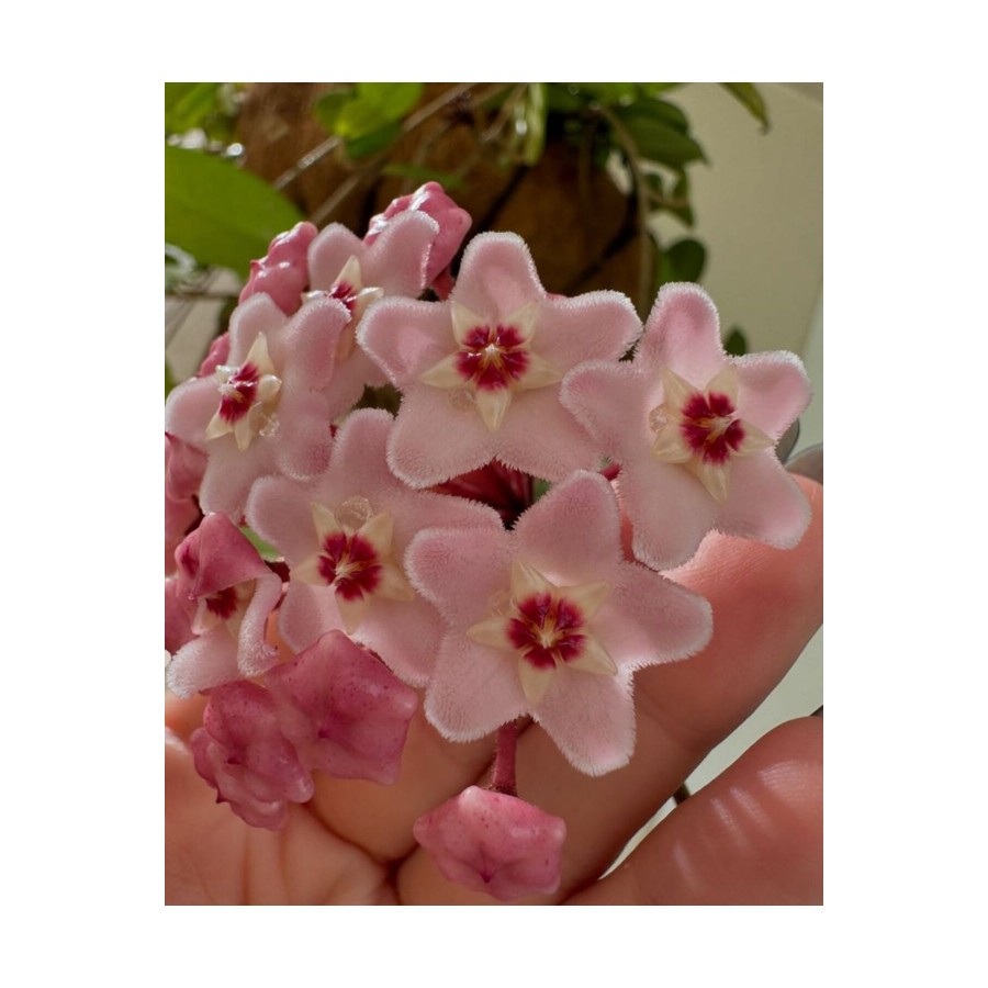 Pembe-Beyaz Yıldız Çiçekli Hoya Carnosa Mum Çiçeği Fidanı