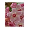 Pembe-Beyaz Yıldız Çiçekli Hoya Carnosa Mum Çiçeği Fidanı Pembe-Beyaz Yıldız Çiçekli Hoya Carnosa Mum Çiçeği Fidanı