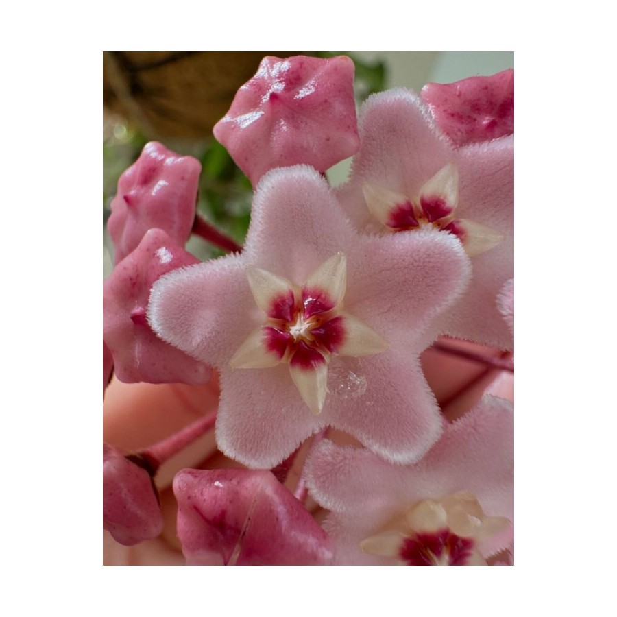 Pembe-Beyaz Yıldız Çiçekli Hoya Carnosa Mum Çiçeği Fidanı Pembe-Beyaz Yıldız Çiçekli Hoya Carnosa Mum Çiçeği Fidanı