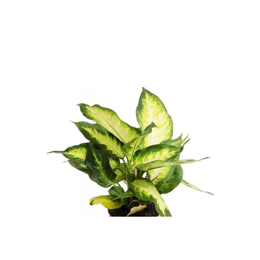 Difenbahya Camilla 30-40 Cm Dieffenbachia