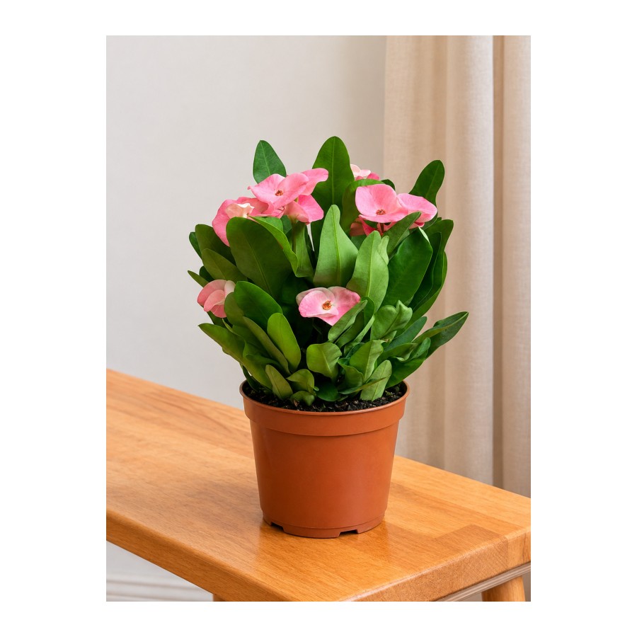 Pembe Dikenler Tacı – Euphorbia milii Pembe Dikenler Tacı – Euphorbia milii