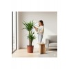 2 Gövdeli Yuka Çiçeği İthal | Yucca Salon ve Ofis İç Mekan Bitkisi 90-100 cm