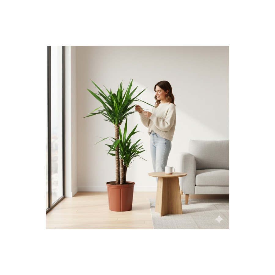 2 Gövdeli Yuka Çiçeği İthal | Yucca Salon ve Ofis İç Mekan Bitkisi 90-100 cm