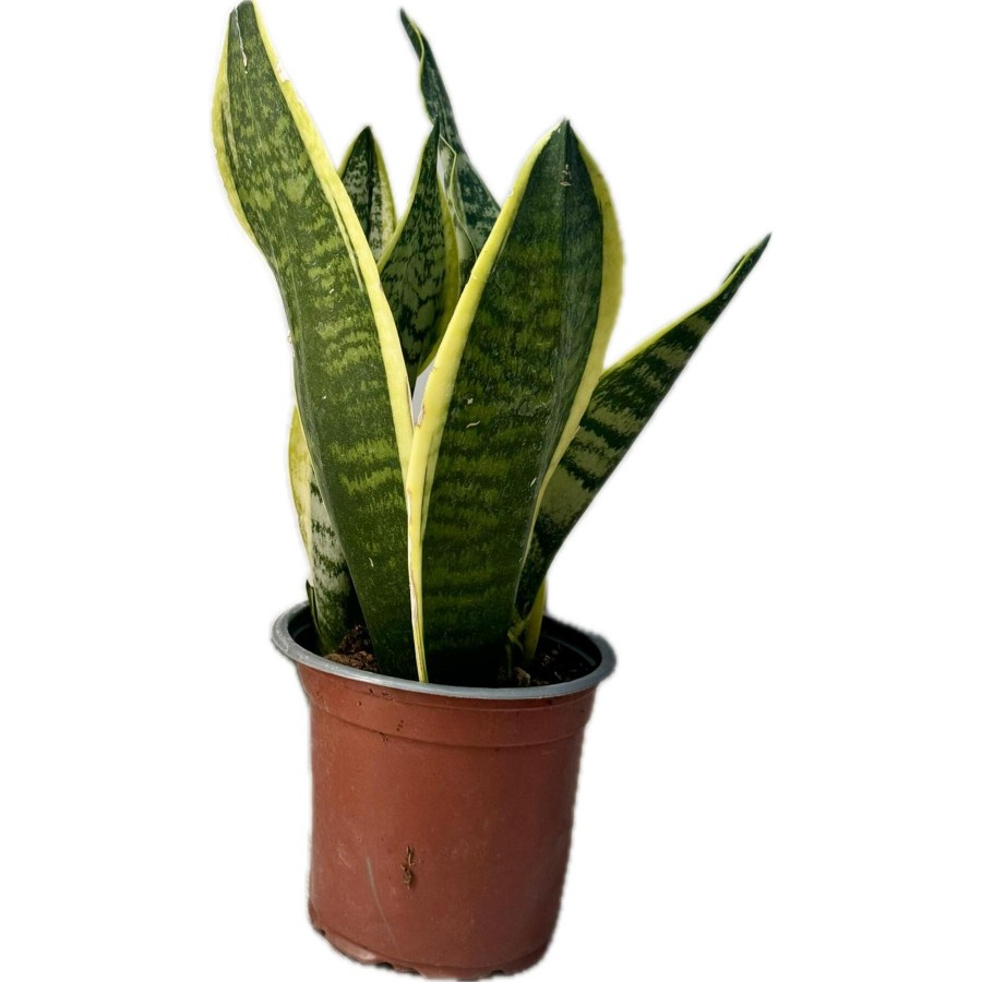 Canlı Paşa Kılıcı (Sansevieria) – Hava Temizleyen Kolay Bakımlı Bitki | Saksılı, İç Mekan Çiçeği