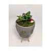 Dekoratif Desenli Saksıda Crassula