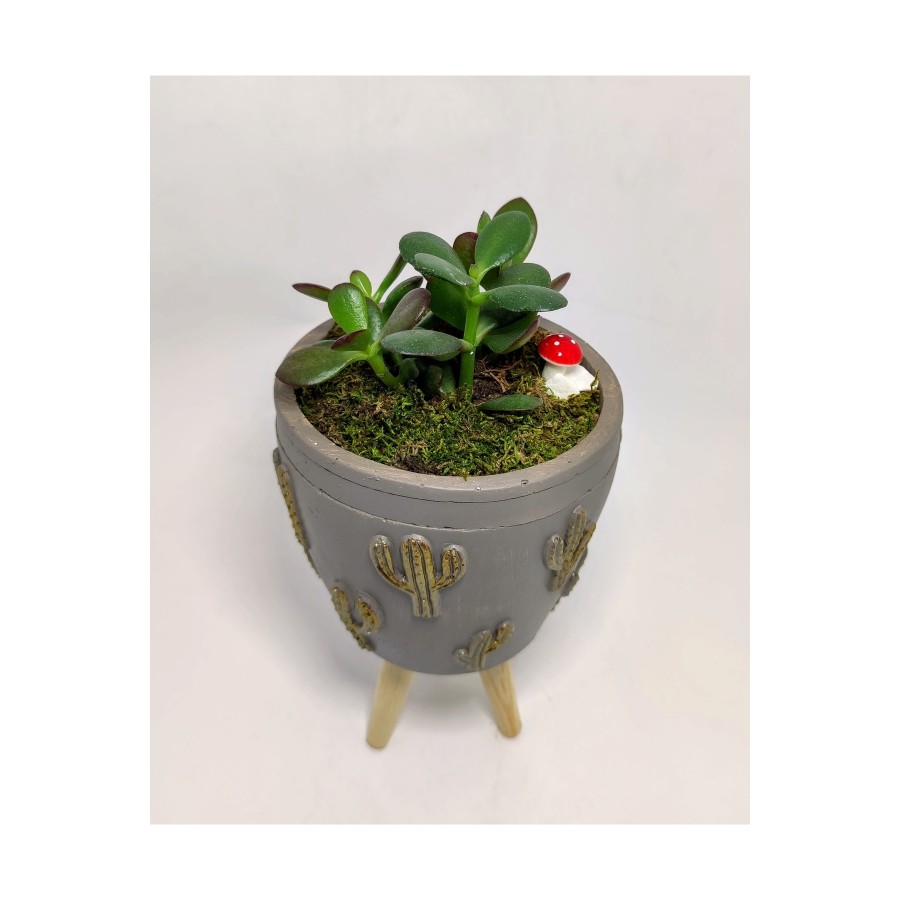 Dekoratif Desenli Saksıda Crassula