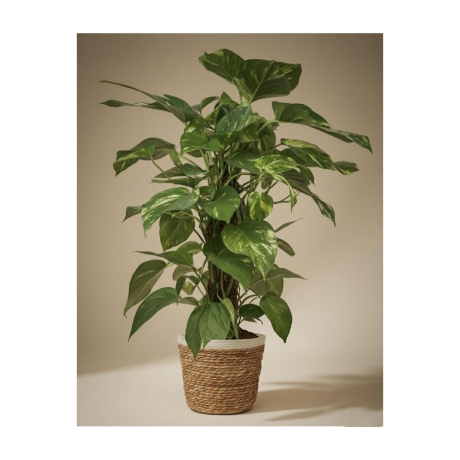 Salon Bitkisi Patos Bitkisi Pothos Salon Sarmaşığı Yosun Sopalı Salon Bitkisi Patos Bitkisi Pothos Salon Sarmaşığı Yosun Sopalı