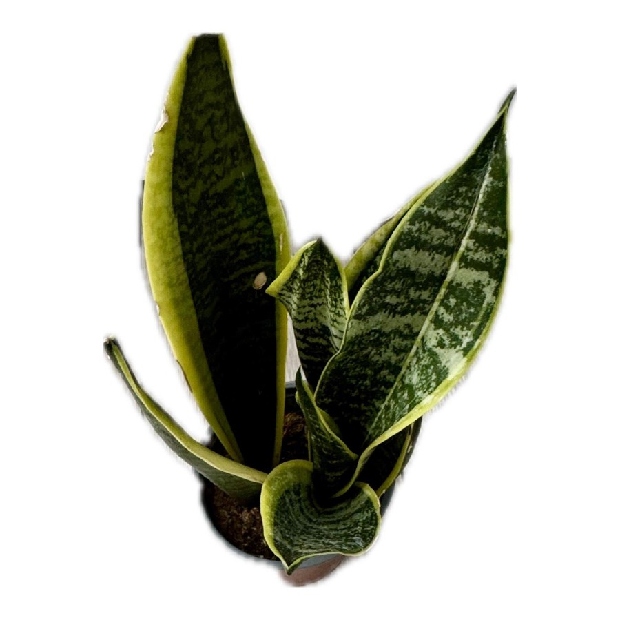 Canlı Paşa Kılıcı (Sansevieria) – Hava Temizleyen Kolay Bakımlı Bitki | Saksılı, İç Mekan Çiçeği