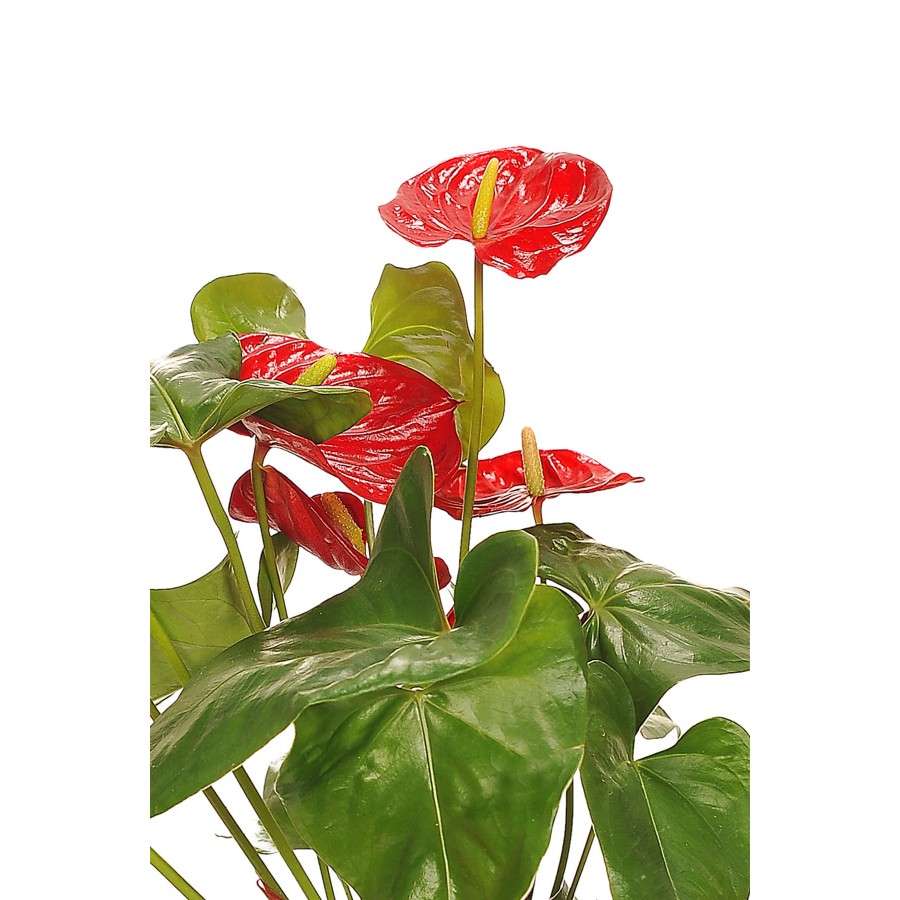 Antoryum-anthurium-flamingo Çiçeği.