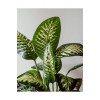 Difenbahya (Ağlayan Çiçek-Dieffenbachia Tropik)