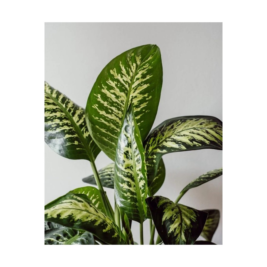 Difenbahya (Ağlayan Çiçek-Dieffenbachia Tropik)