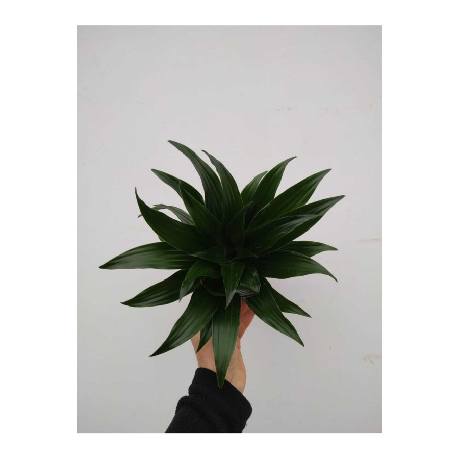 Dracana Compacta Dracana Compacta