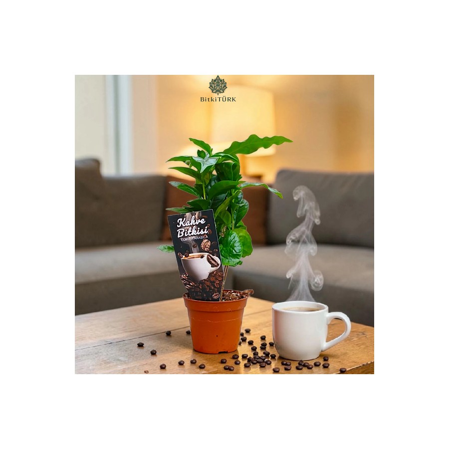 ???? İthal Coffee Arabica – Kahve Bitkisi (25-35 cm) | Özel Seçim
