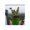 Bonsai Para Ağacı Fidanı 8.5 Saksıda 15-20 cm