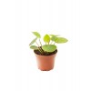 Pilea Peperomioides | Çin Para Ağacı 6cm Ø