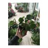 Pilea Tek Kök (çin Para Ağacı)