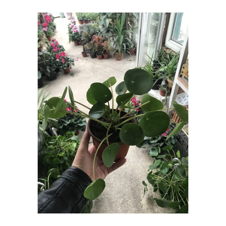 Pilea Tek Kök (çin Para Ağacı) Pilea Tek Kök (çin Para Ağacı)