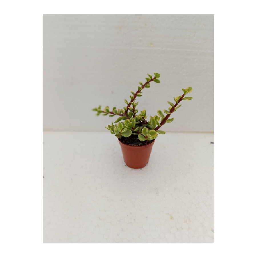 Portulacaria Afra Variegata Sukulent Alacalı Fil Azığı